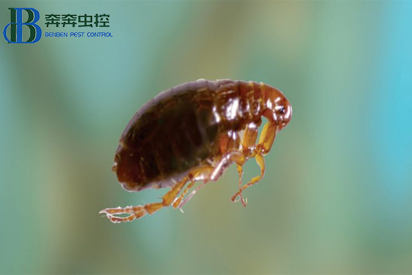 家中有跳蚤怎么辦？