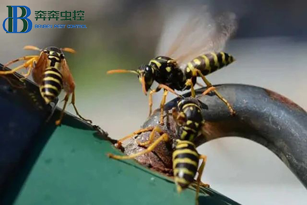 “馬蜂來(lái)襲，如何自保？”請(qǐng)收好這份安全“錦囊”!