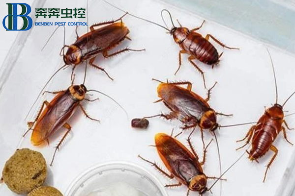 “超市” 或 “商場(chǎng)” 遇到蟑螂應(yīng)該怎么防治？