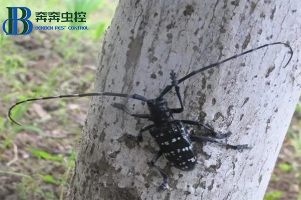 防治天牛，守護(hù)綠色家園