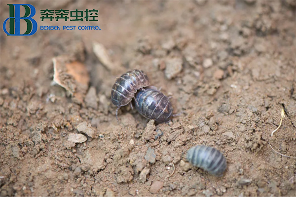 守護(hù)生活空間，遠(yuǎn)離鼠婦困擾