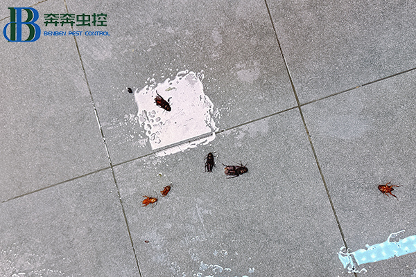 氣溫升高！家中“小強(qiáng)”出沒！